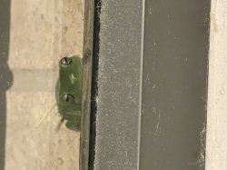 Voyeur Froggie Meme Template