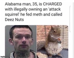 Attack Squirrel Meme Template