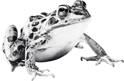 steel toad Meme Template