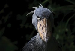 shoebill Meme Template