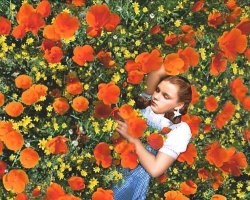 Dorothy asleep in poppy fields Meme Template