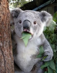 Koala Meme Template