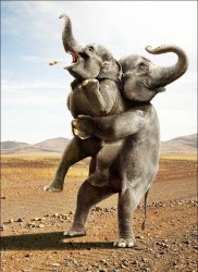 Elephant hug Meme Template