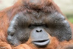 Upset Orangutan Meme Template