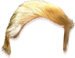 Trump Hair Meme Template