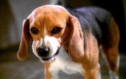 Porthos The Angry Beagle Meme Template