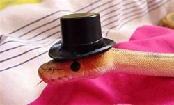 Snek with hat Meme Template