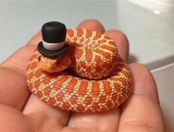 Snek with hat Meme Template