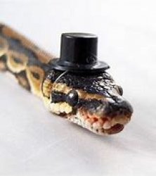 Snek with hat Meme Template