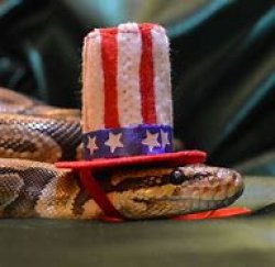 Snek with hat Meme Template