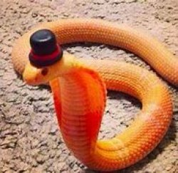 Snek with hat Meme Template