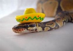 Snek with hat Meme Template