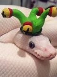 Snek Meme Template