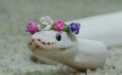 Snek Meme Template