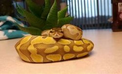 Snek Meme Template