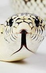 Snek Meme Template