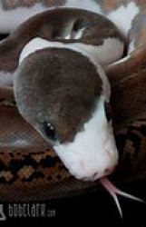 Snek Meme Template