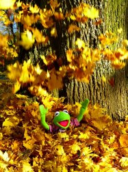 Kermit Autum Meme Template