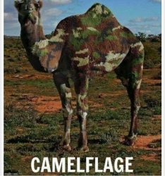 Camelflage Meme Template