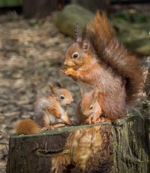 SQUIRRELS Meme Template