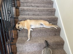 floor scout Meme Template