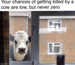 Death by cow Meme Template