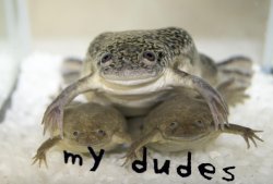 mYdudes_dudes Meme Template