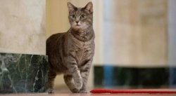 Willow Meme Template