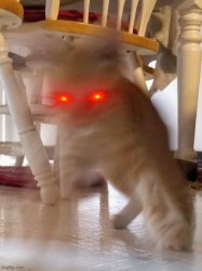 cat pouncing rage Meme Template