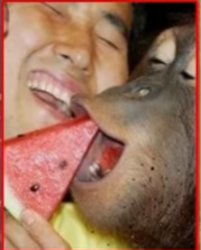 Man and an orangutan with a watermelon Meme Template