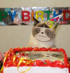 Sloth happy birthday grumpy cat Meme Template