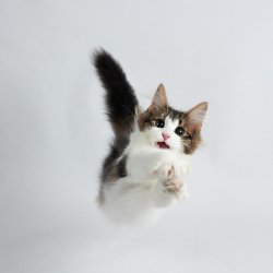 Kitten lift off! Meme Template