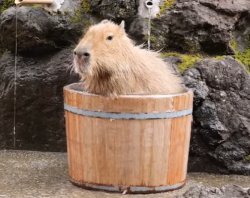 Capybara taking a bath Meme Template