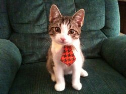 cute cat with red tie Meme Template