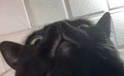 Cat look down on u Meme Template