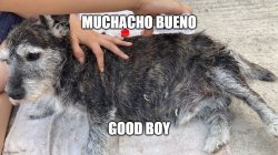 GoodBoy Meme Template