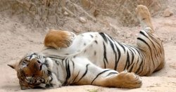 Sleeping lazy tiger tigress Meme Template
