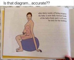 Accurate pregnancy diagram Meme Template