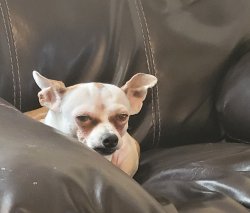 Skeptical Chihuahua Meme Template