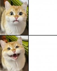 Alternate Drake meme cat Meme Template