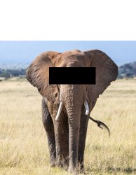 elephant covered eyes Meme Template