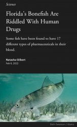 Florida’s bonefish are riddled with human drugs Meme Template