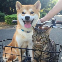 Excited dog and unamused cat Meme Template