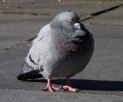 chonky pigeon Meme Template