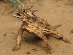 Cute horned lizard Meme Template