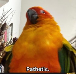 Parrot Meme Template