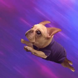 pooch Meme Template
