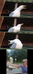 Screaming seagull choke Meme Template