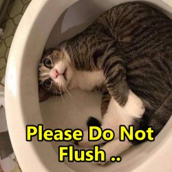 Flush the Magic Cat Meme Template