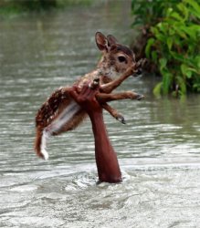 hand holding up deer Meme Template